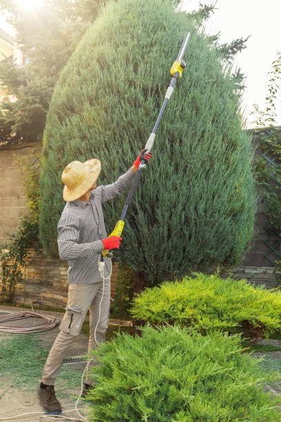 Best Lawn Pest Prevention  in USA